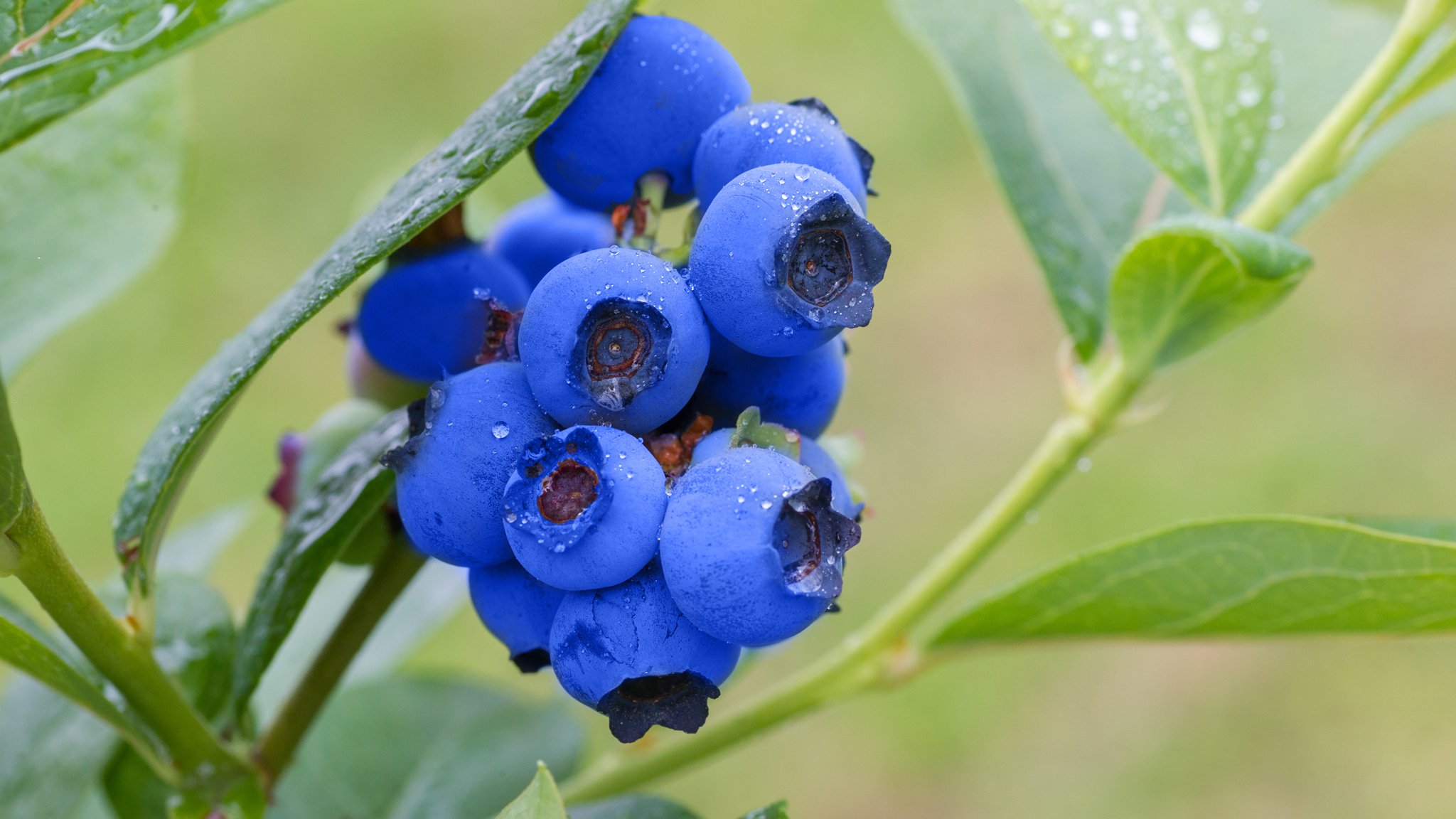 blueberries